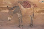 Petra-Good-Bad-Ugly-Donkey.jpg