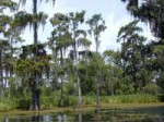800px-BaldCypress.jpg