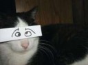 gattino-con-occhi-teneri.jpg