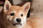 shibainucutepuppies.jpg