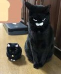 котэ-face-swap-faceswap-4229675.jpeg