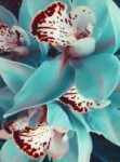 3119e55753146d886ce330a374d47483--blue-orchids-orchid-flowe[...].jpg