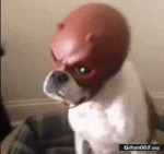 Funny-Angry-Dog-Mask-Video-Gif