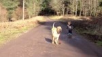 Best Friends - a kid, a dog and a puddle.webm