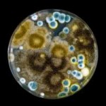 petri-dish-mold-29277065.jpg