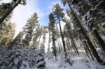 TatraGebirge,WaldbeiSchnee.jpg