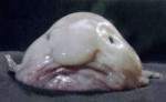 blobfish01big.jpg