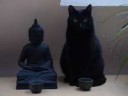 cat and budda