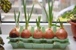 Как-выращивать-зеленый-лук.jpg