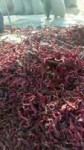 Rat infested dried chillies.mp4