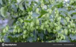 depositphotos216054088-stock-photo-wild-hops-thickets-hops-[...].jpg