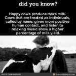 счастливые коровы-6.jpg