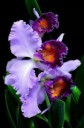 Красивая-орхидея....jpg