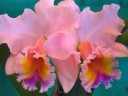 guezel-orkideler.jpg