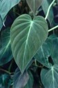 Philodendronmelanochrysum2.jpg