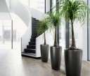 Office-Plants-523x449.jpg