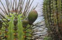 cactus-dew-drops.jpg