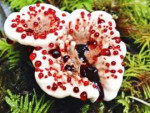 Hydnellum-peckii-004.jpg