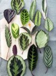600x800xPrayer-Plant-Calathea-Leaves.jpg.pagespeed.ic.by0be[...].jpg