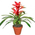 guzmania-5.jpg