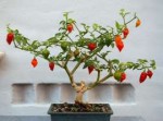 bonchi-chili-pepper-plant-bonsai-red-scorpanero-years-old-6[...].jpg