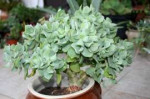 crassula-Arborescens.jpg