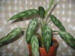 aglaonema2.jpg