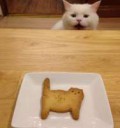 catcookie.jpg