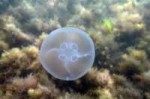 Aureliya-meduza-chernoe-more.jpg