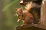 red-squirrel-platform.jpg