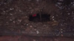15618246386180.webm