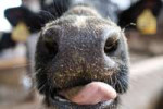 MacroCloseupCowNoseTongue5313621280x853.jpg