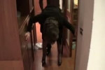 10161363-240p.mp4