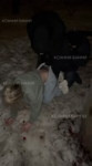 173558005566823431.mp4