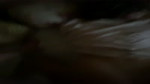 IMG0471.mov