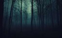 dark forest.jpg