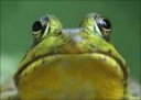 faceFrogZhabaDramaticЖабаToad129387198.jpg