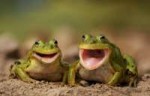 Funny-Frog-Picture-18-of-22.jpg