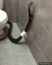 Змея в туалете