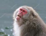 depositphotos118319318-stock-photo-japanese-monkey-with-ope[...].jpg