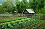 small-scale-homesteading[1].jpg