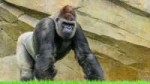 photo-silverback-gorilla.jpg