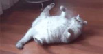!perekot.gif