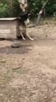 dog-vs.mp4