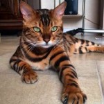 bengalskayacat