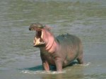 hippo.jpg