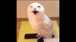 smartowl.webm