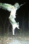 barred-owl-attacks-cat.jpg