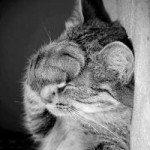 facepalm-cat0.jpg