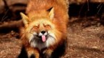 foxfunnyprotrudingtongue1145192560x1440.jpg